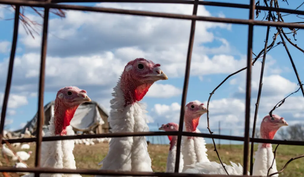 turkeys behind fence on a turkey farm