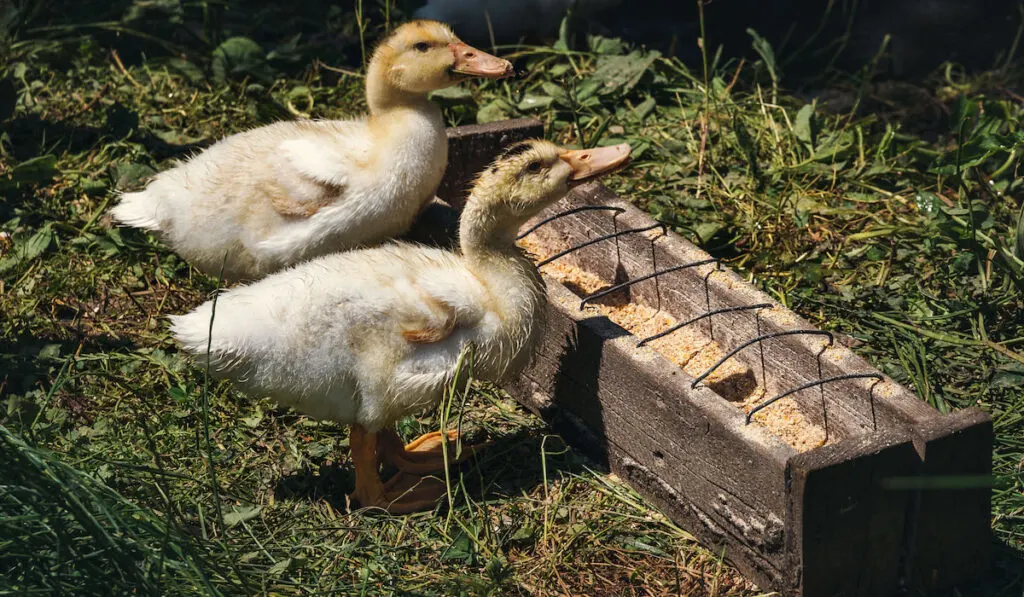 two young ducklings feeding from a wooden feeder in the farm