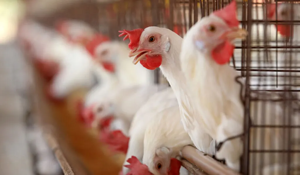 white chickens in the farm