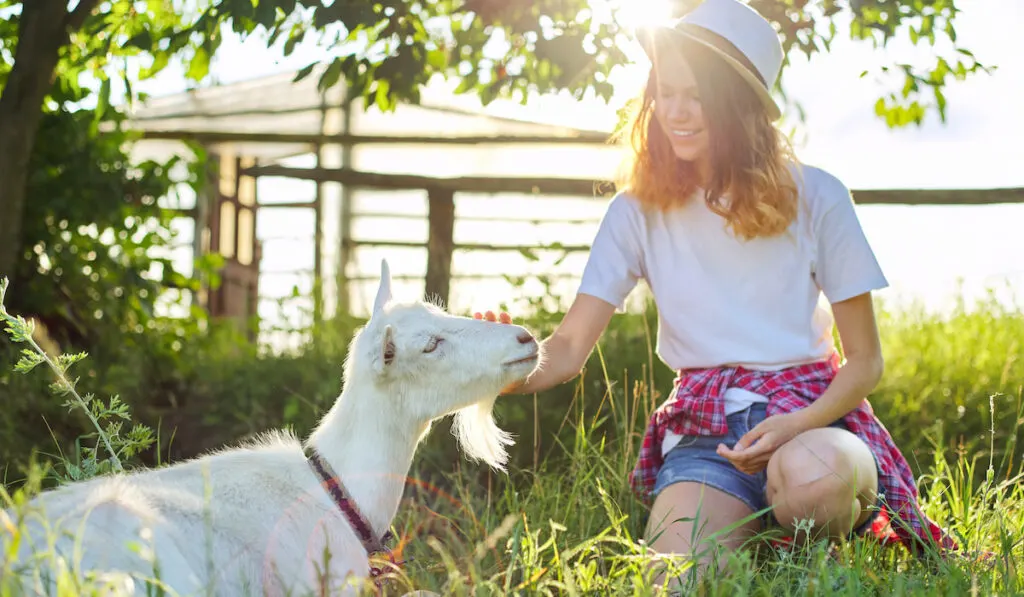 White domestic farm goat on the lawn with teenage girl