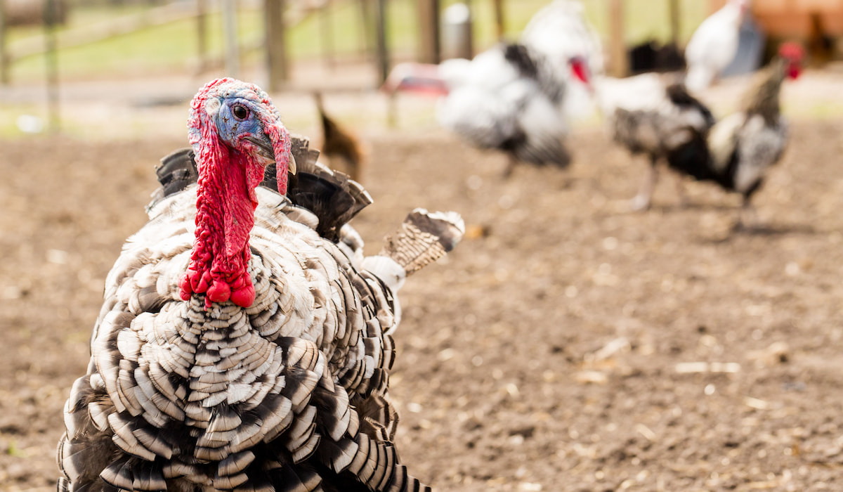 How to Keep Turkeys Cool in Summer Farmhouse Guide