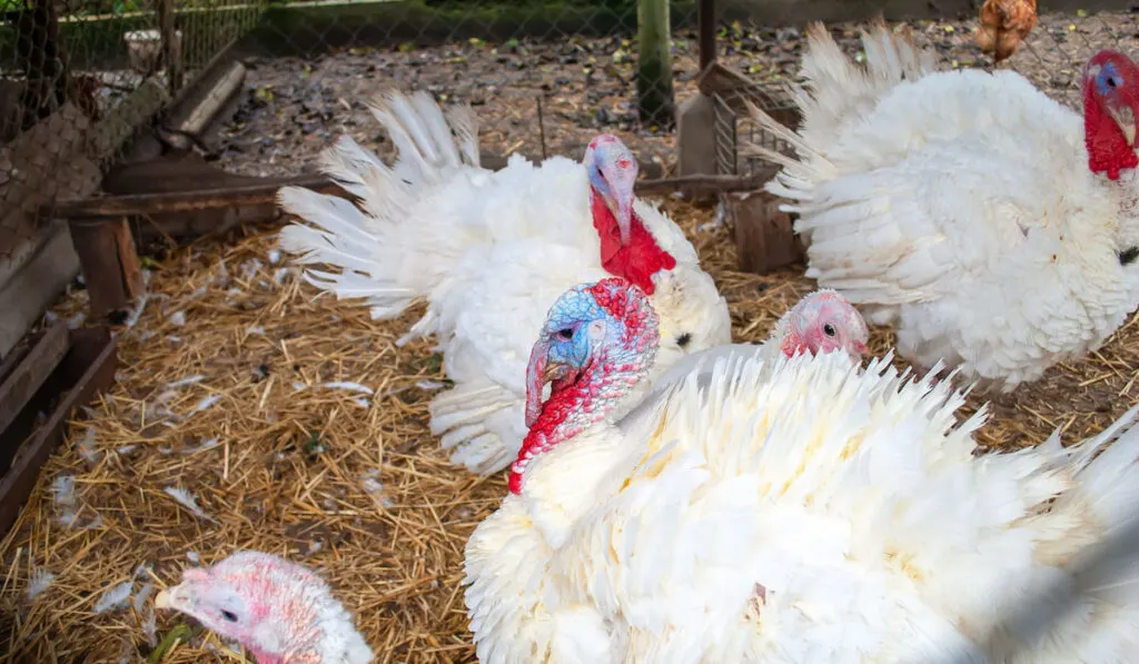 white turkeys in cage at a farm