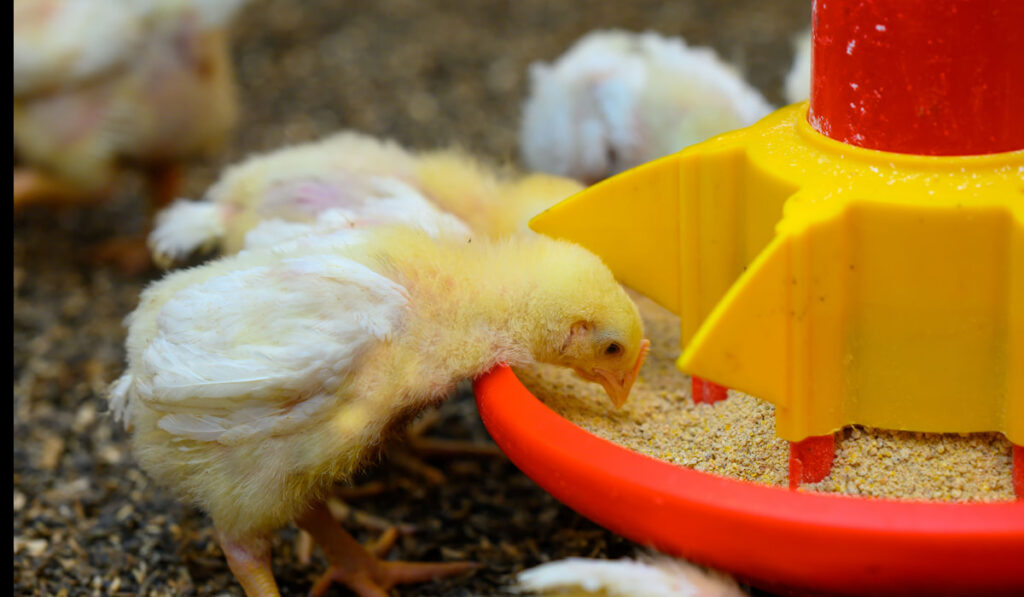 yellow chicks eating compound feed from special feeders in the farm