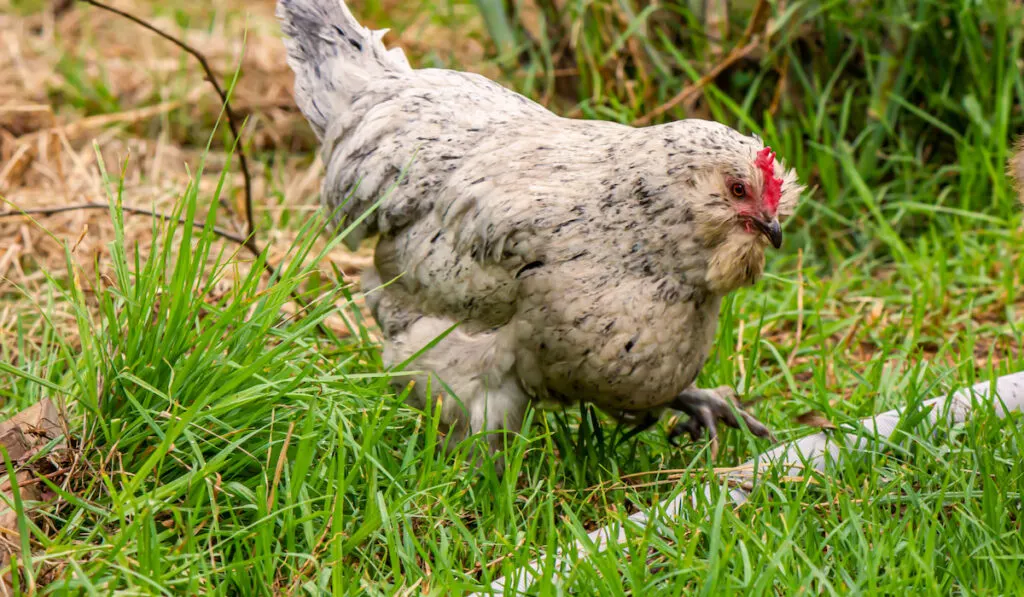 Young Araucana pullet lifts her foot to step over a pipe