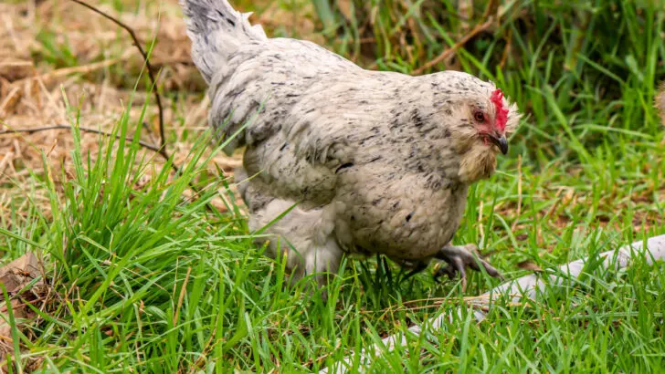 young araucana pulet lifts her foot to step over a pipe