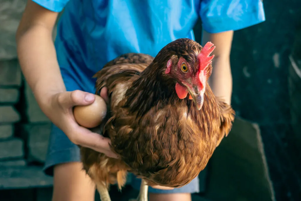 boy picking up a chicken and holding an egg on one hand