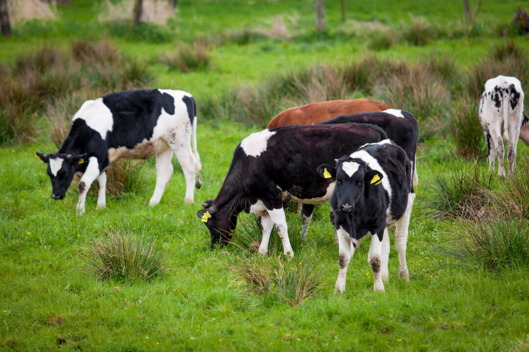 Can Cows Eat Strawberries? Farmhouse Guide