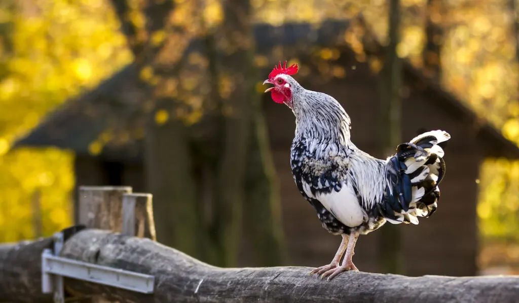 chicken crowing in the morning