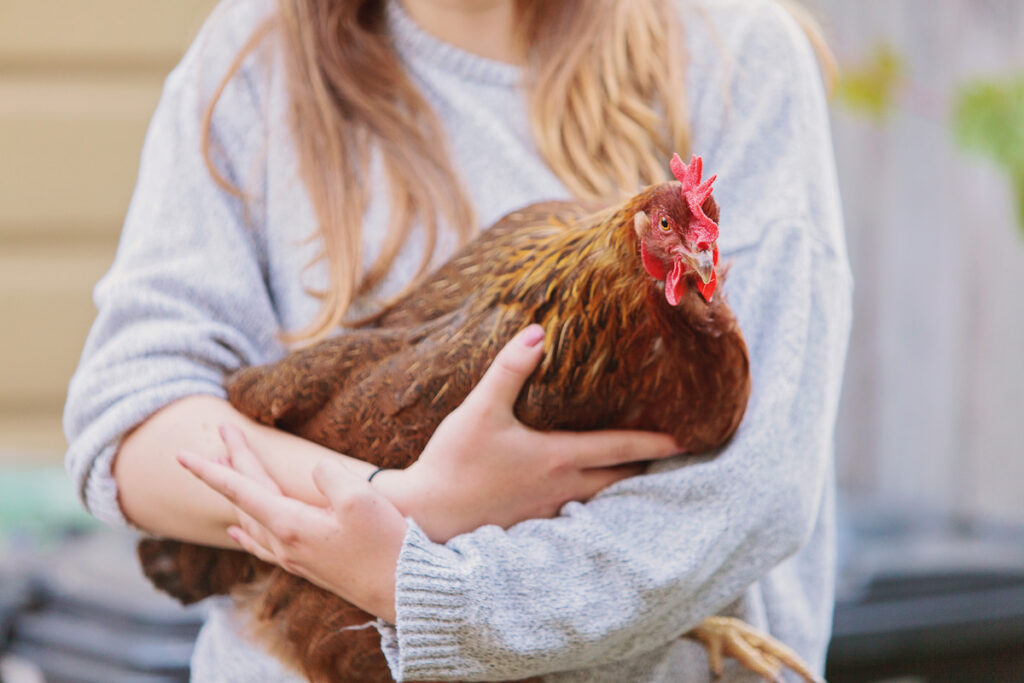 young girl holding a brown chicken in her arms