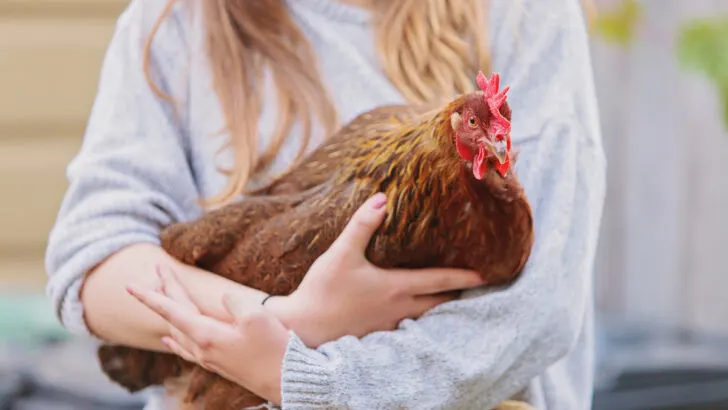 young girl holding a brown chicken in her arms
