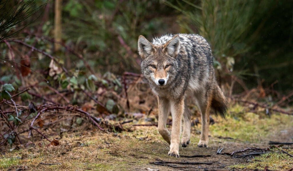 A coyote walking towards the camera in Canada