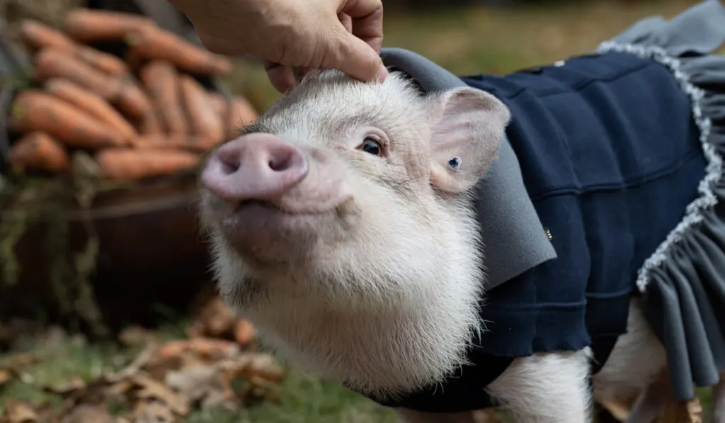 hand stroking, petting a cute white little pig wearing blue dress 