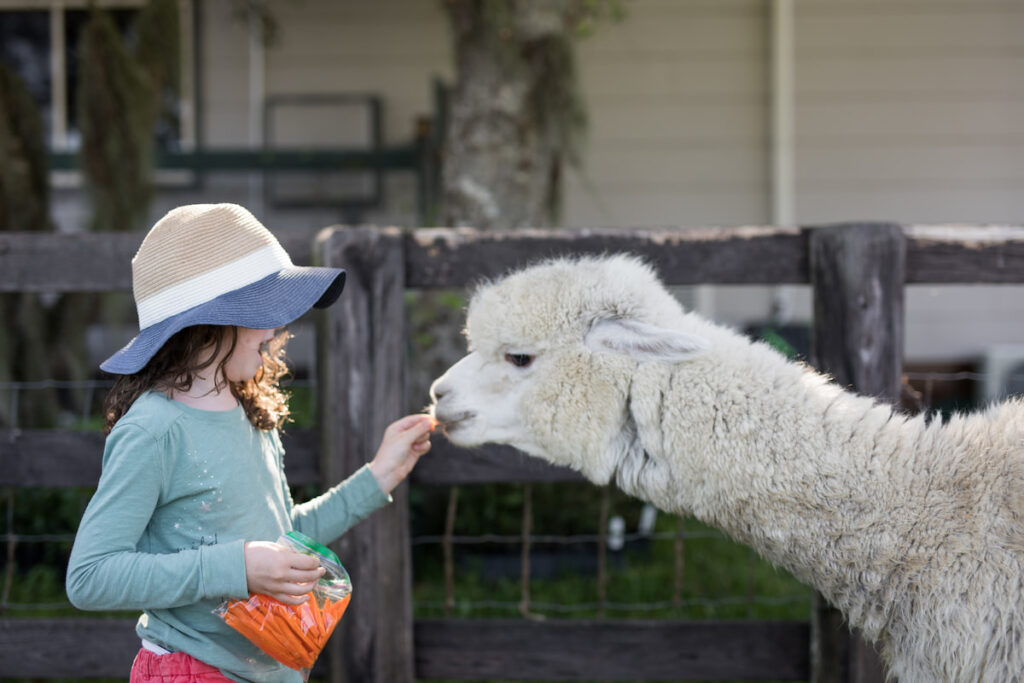 A white alpaca being fed with carrot sticks by a little girl