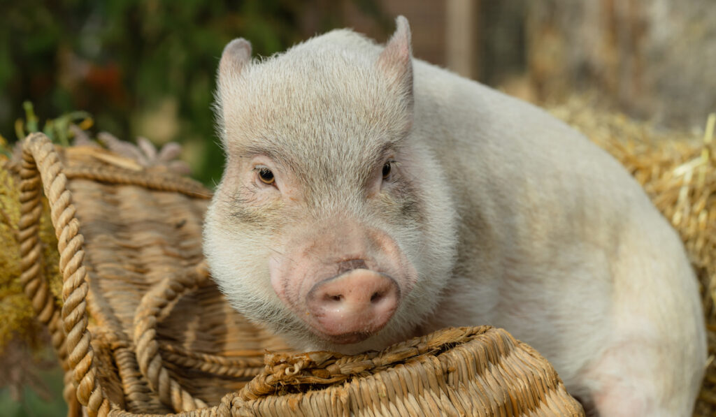 white mini pig in wicker basket