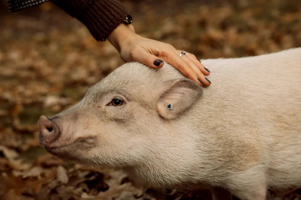 woman petting pig's head 