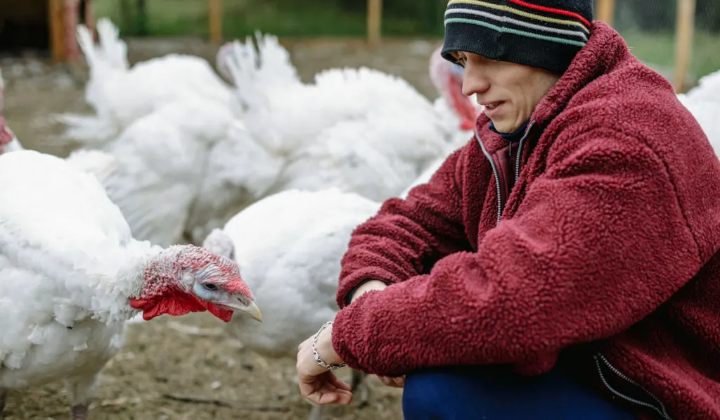 A young man and turkeys on the farm
