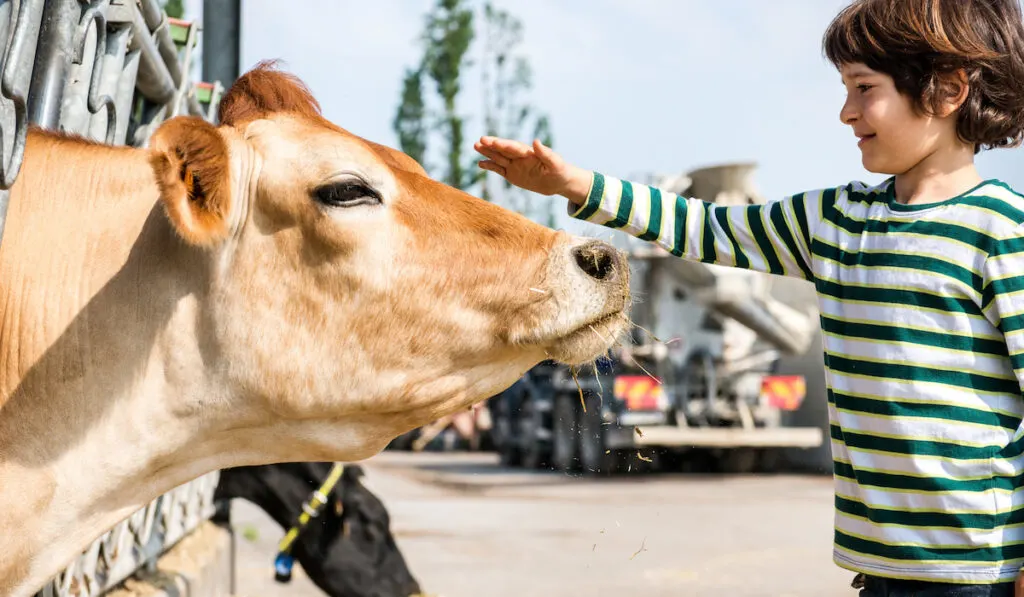 Adorable little boy petting a brown large cow touching cow's face on organic dairy farm 