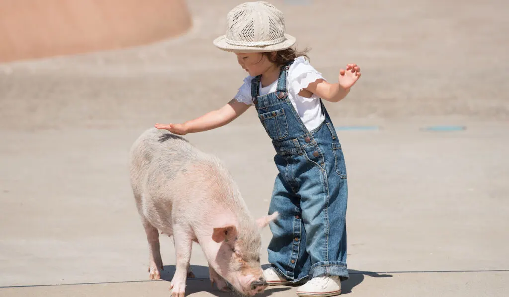 Adorable little girl with hat petting, stroking a pig 