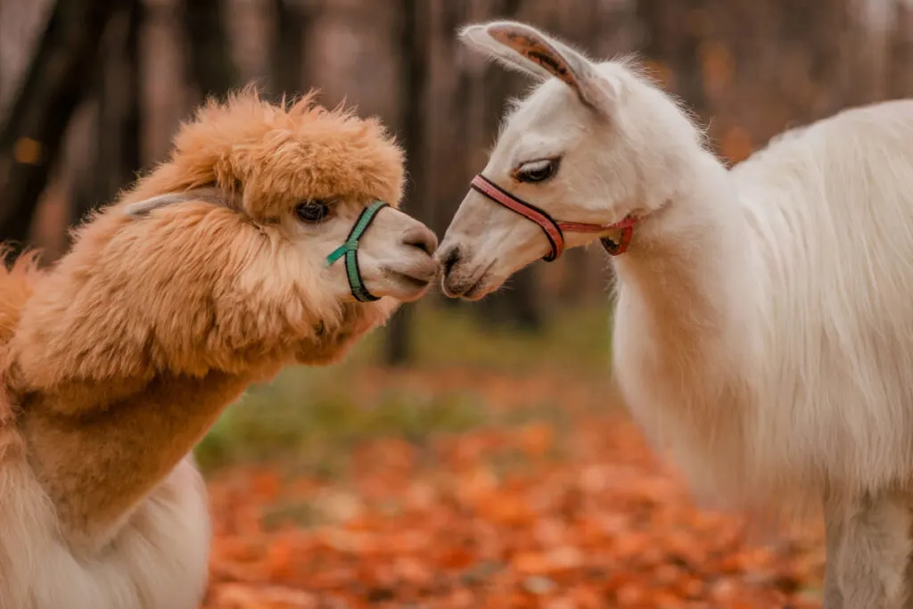 alpaca and llama together during autumn