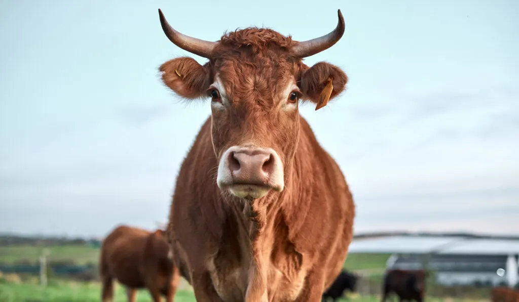 Beautiful brown cow with tag on its ear along with herd of cows on the background on a farm