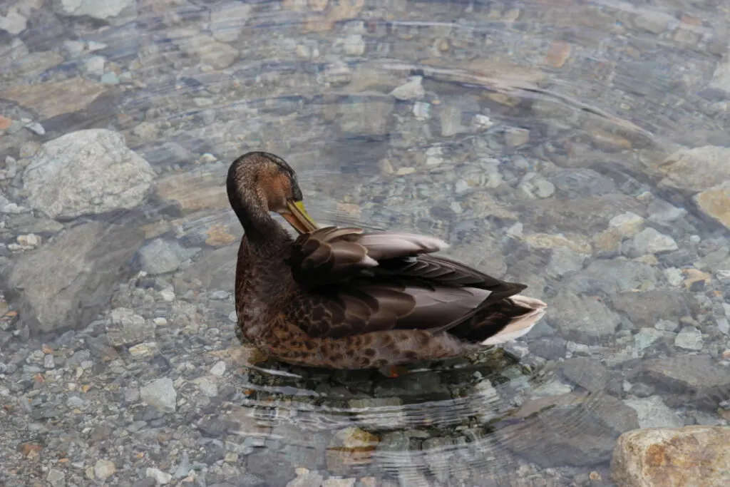 Brown duck scratching its back with beak in clear water
