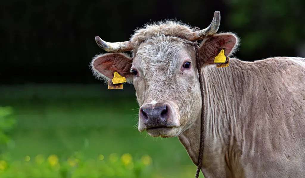 Closeup show of a cow in clearing with yellow tag on its ears and blurry green nature background