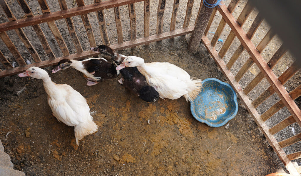 Duck with cubs from above in wooden cage at duck farm 