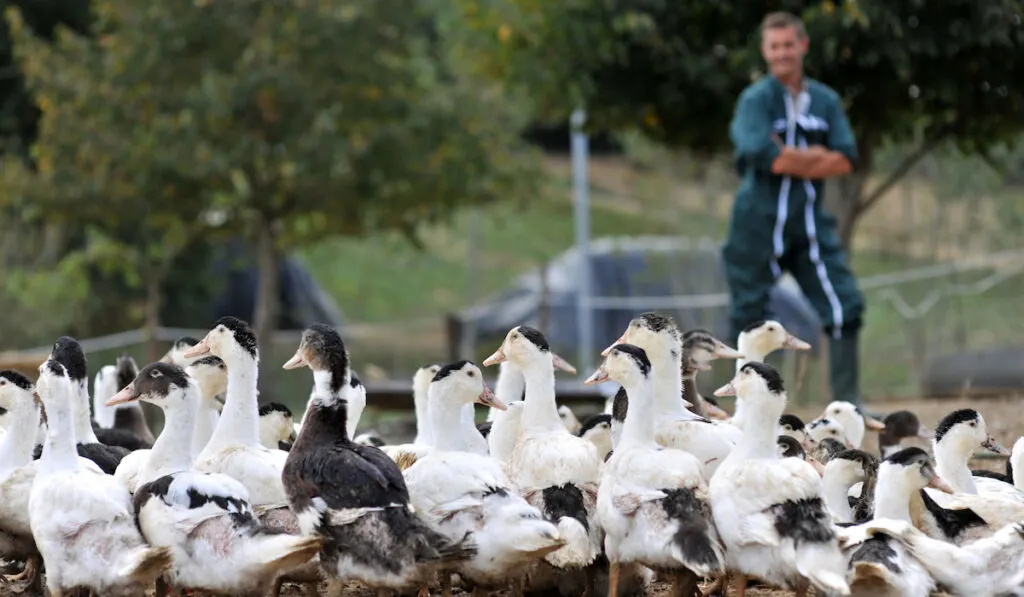 Ducks outside their pen and blurry image of their farmer on the farm