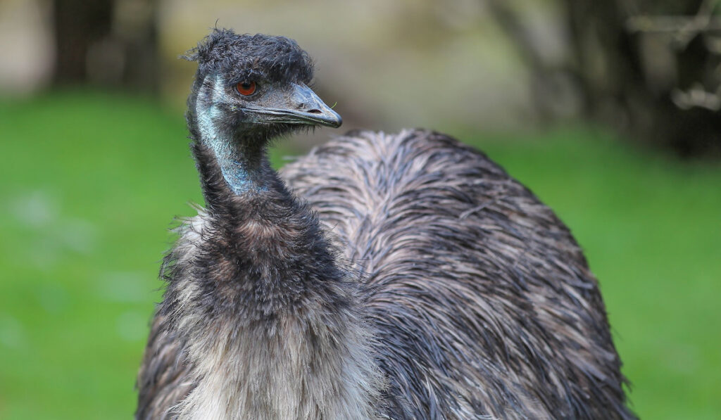 Emu in the wild against blurred green nature background