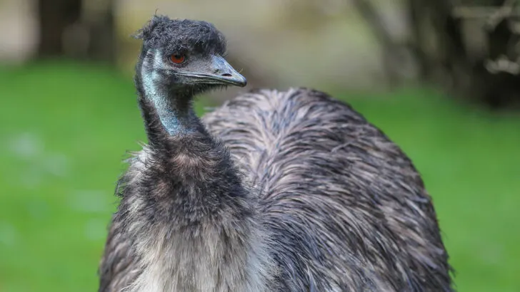 emu outdoors