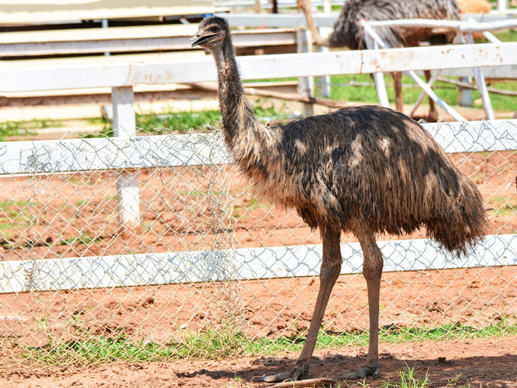 Emu walking behind wooden fence with wire on the farm