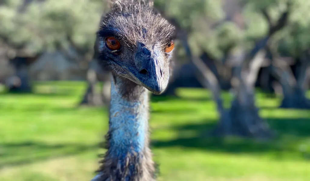 Face of an Emu standing on the grass among the trees on the background