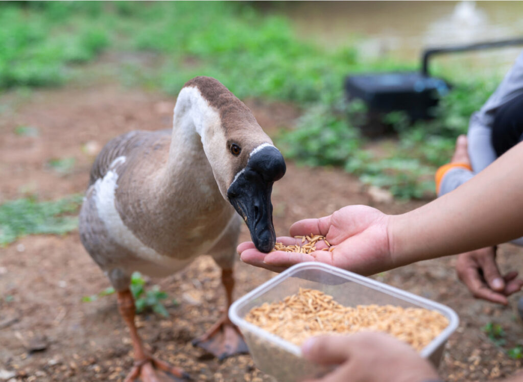 man feeding a brown goose feeds on his hand