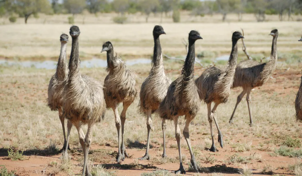 Flock of emus in the wild 
