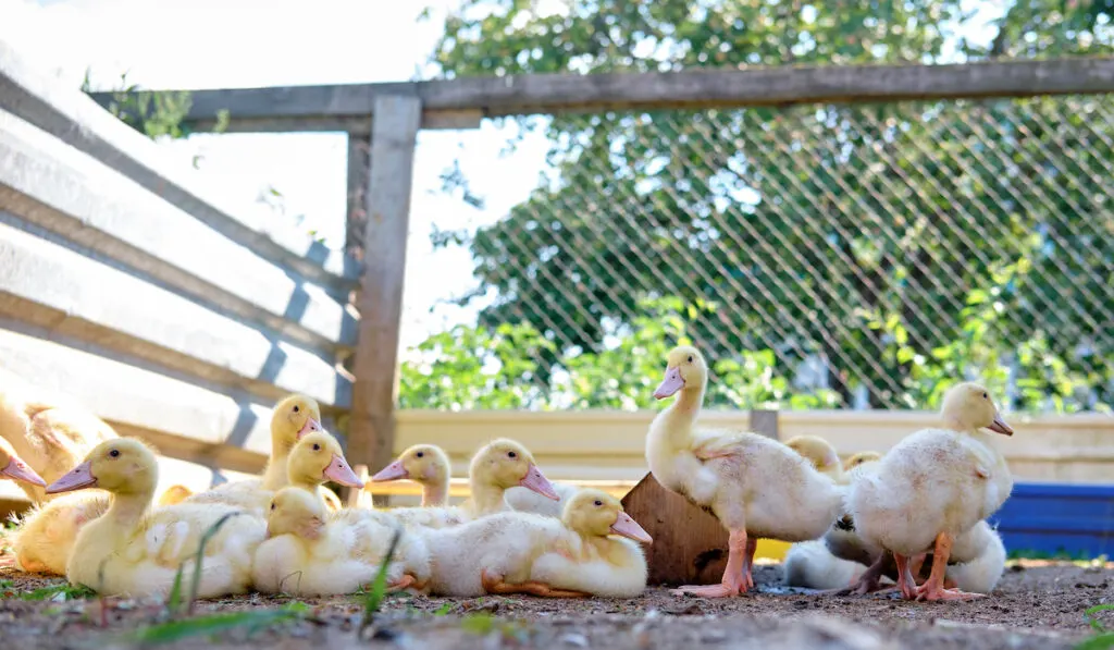 Flock of yellow ducklings in the pen on the farm