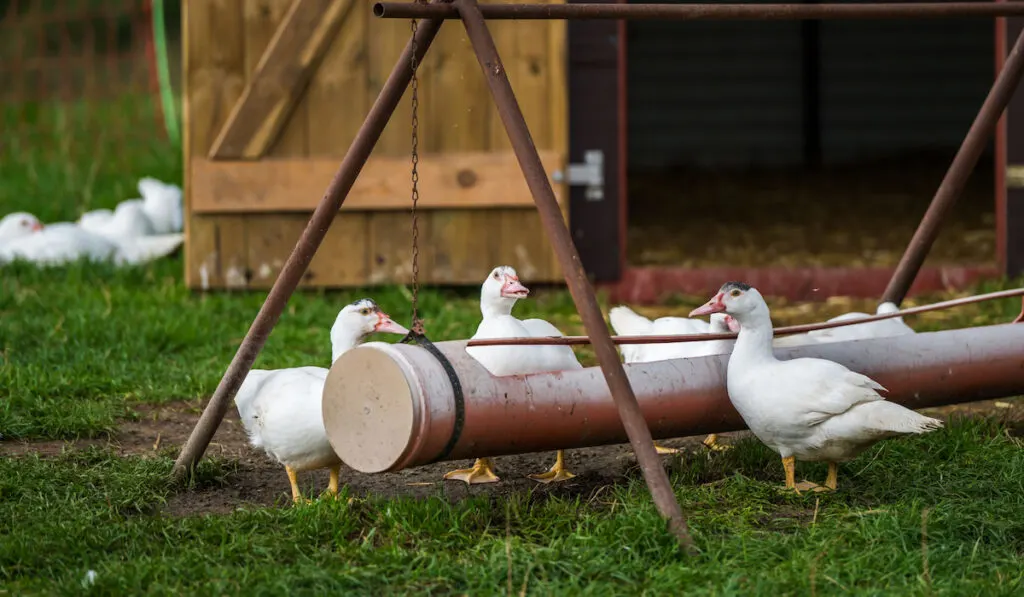 Free range white ducks with feeding station and a coop behind in a pasture on the farm