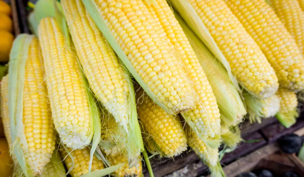 Fresh corn for sale at farmers market