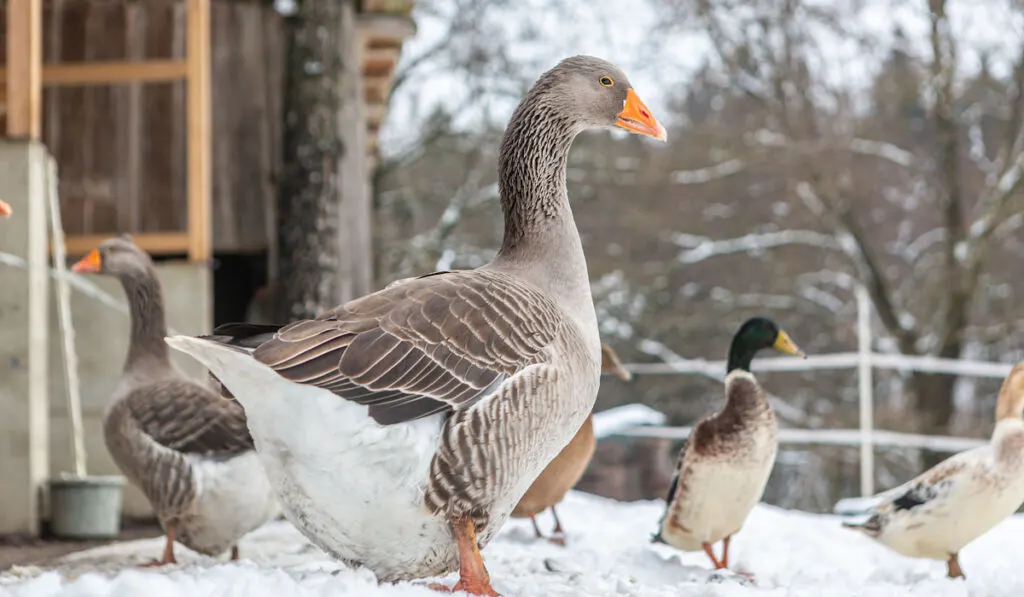 Gray geese and ducks on a winter paddock