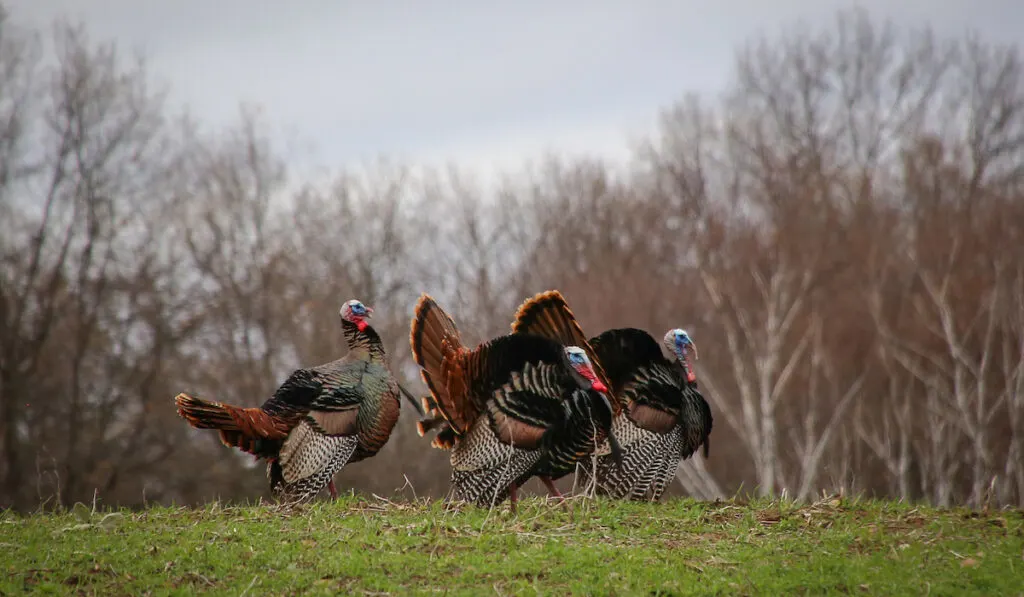 Group of three male wild turkeys showing their colorful plumage