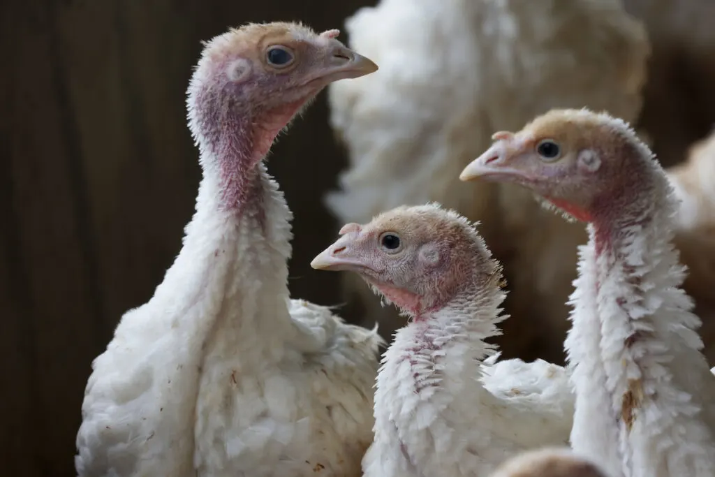 Group of young turkeys in a poultry farm 