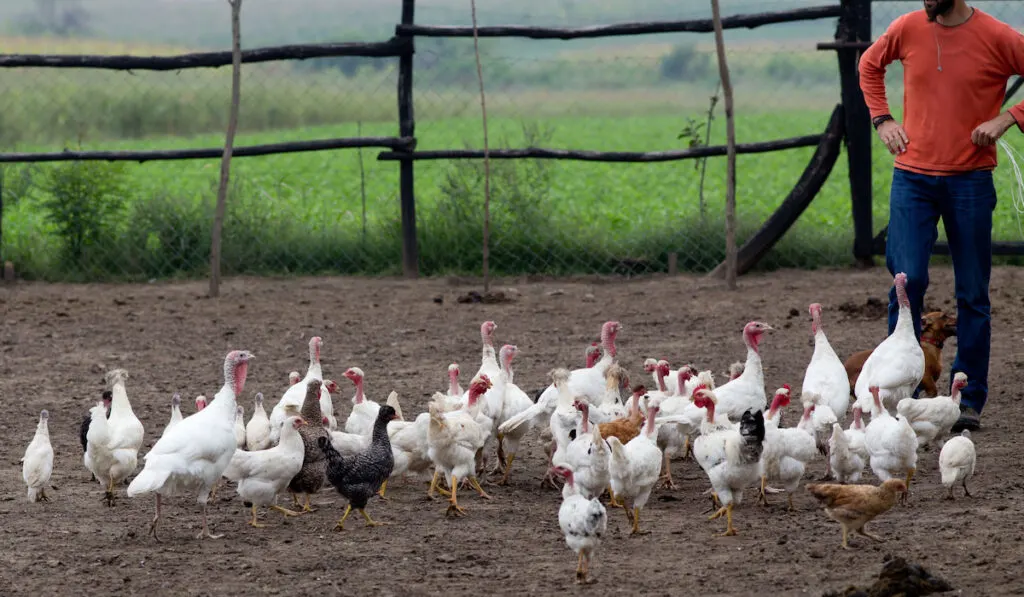 Hens and turkeys walking freely on poultry farm
