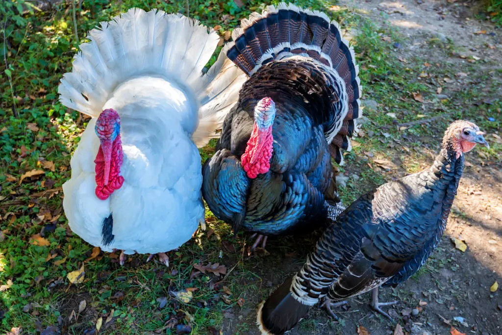 Male and female turkeys outdoors on grass
