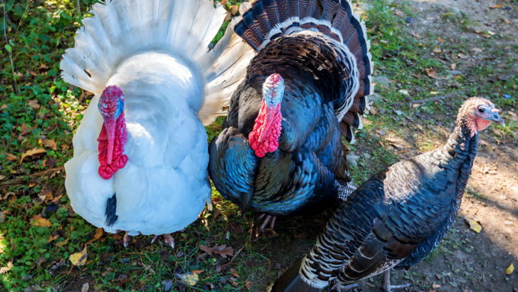 male and female turkeys outdoors on grass