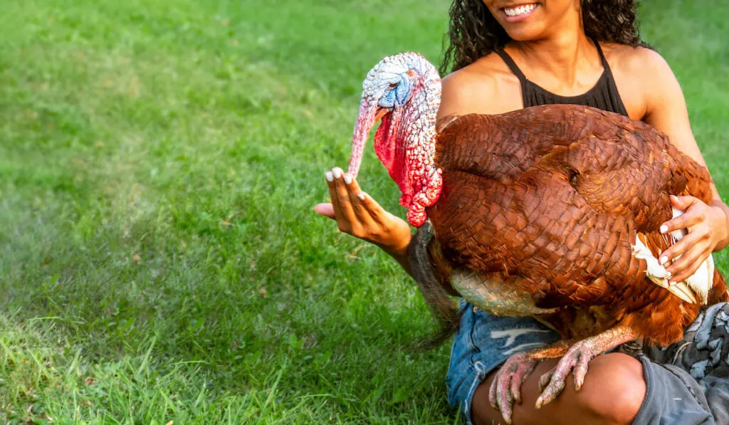 Male domestic turkey sitting on a woman's lap with grass on the backyard