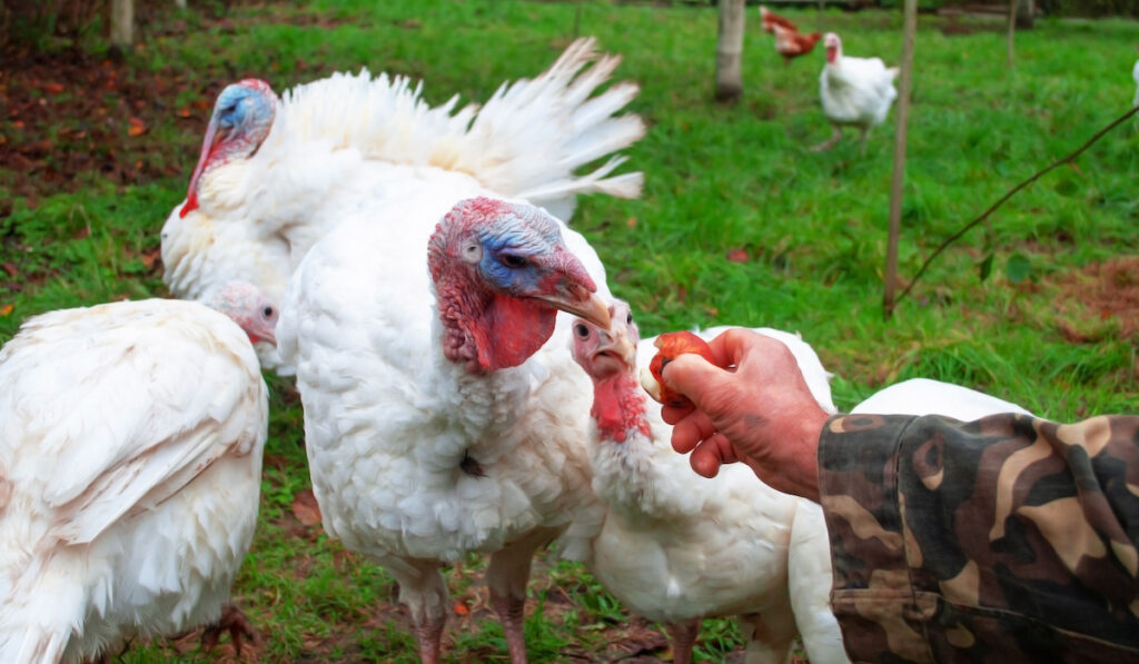 Man feeding white turkeys in the yard