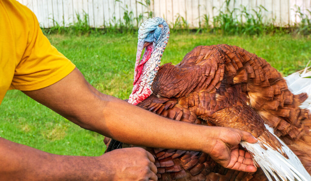 Man holding domestic pet turkey by the wings on the farm