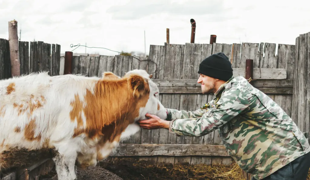 Man with black bonnet pets a white and brown calf on a farm