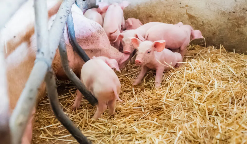 mother pig and piglets on hay at organic pig farm 