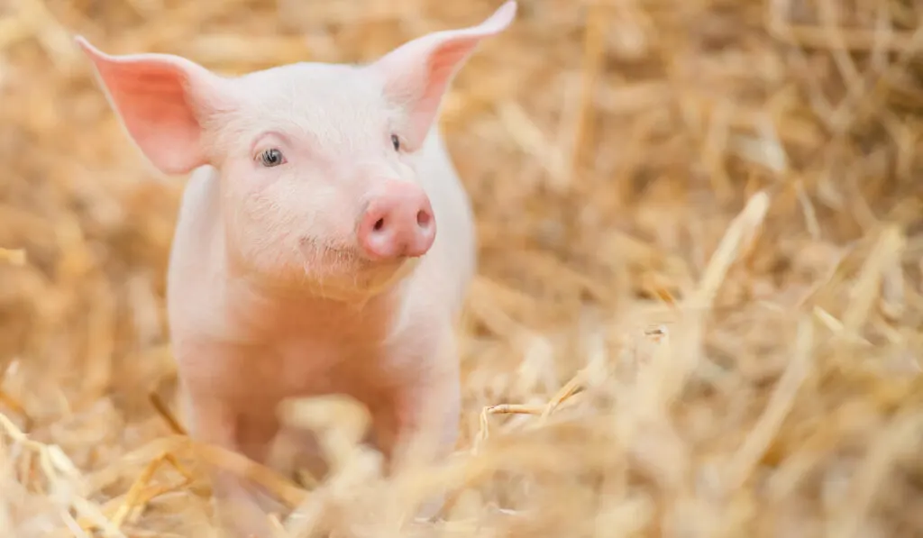 Newborn pink piglet in the hay and straw 