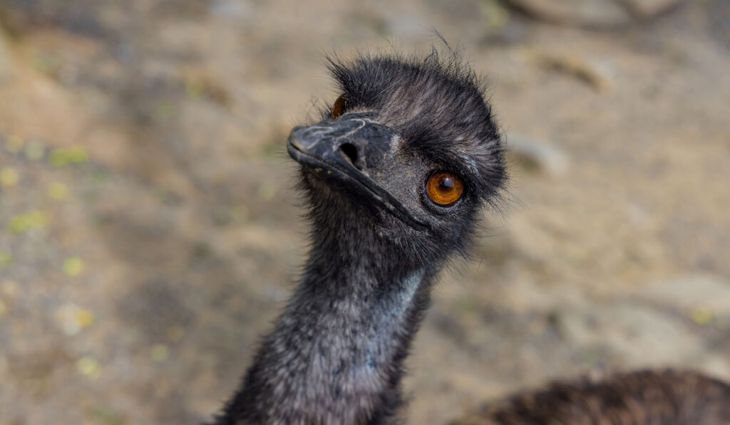 baby emu looking at the camera